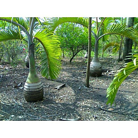 Mua cây giống Cau Vua