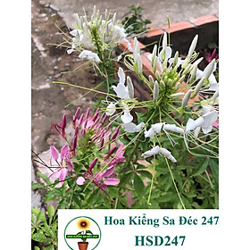 Mua 2 cây hồng ri( màu hồng) - cây hoa trồng sân vườn