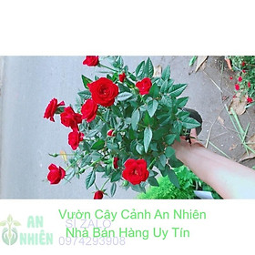 Mua Hoa Hồng Đỏ Nhiều Bông