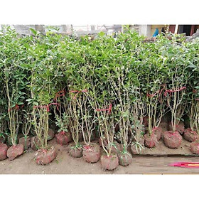 Mua Cây mộc hương  hoa vàng lớn  cây nguyên bầu to khỏe  hoa cực thơm