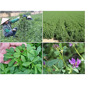Mua Hạt cỏ chăn nuôi ALFALFA Linh Lăng - Cỏ Họ Đậu (gói 50g)- Hạt Giống Cỏ Chăn Nuôi Trâu-bò-dê-cừu-cá