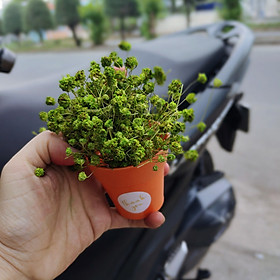 Mua Chậu hoa baby khô nhí nhiều màu