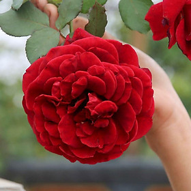 Hoa hồng cổ Hải Phòng leo cực đẹp