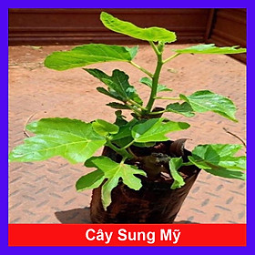 Cây sung mỹ size trung giống chuẩn cao 30-40 cm (Ảnh thật)