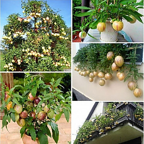 Mua Hạt giống dưa hấu siêu ngọt F1 pepino 4 hạt/gói ( kèm 4 viên nén ươm hạt )
