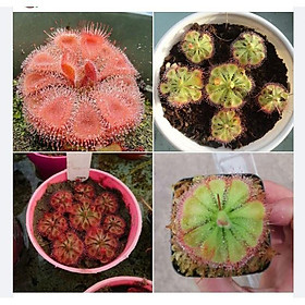 Mua Hạt Giống Cây Ăn Thịt Bắt Mồi Gọng Vó (10 hạt  tặng kèm viên nén kích thích ươm hạt)