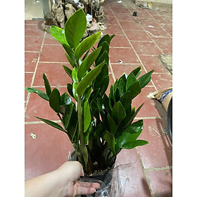 Mua Cây kim tiền đặt bàn phong thuỷ hợp mệnh kim và mộc
