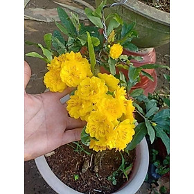 Mua Cây giống mai cúc 2 tầng siêu bông