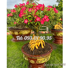 Mua Bịch 10 hạt giống hoa sứ Tawain 5 cánh màu hồng kỳ duyên – Mã số 1363
