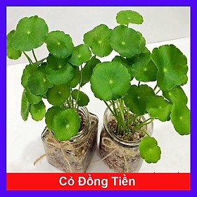 Hình ảnh Cỏ Đồng Tiền ( Rau má Nhật ) - Cây cảnh để bàn