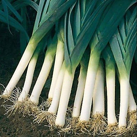 Mua HẠT GIỐNG TỎI TÂY