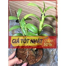Phi điệp đột biến 5CT HOA LƯ UY TÍN CHẤT LƯỢNG