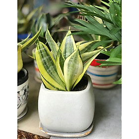 Cây lưỡi hổ thái mẫu mới vườn xanh 24h