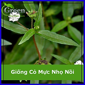 Mua Hạt Giống Cây Cỏ Mực Nhọ Nồi Thảo Dược
