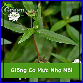 Hình ảnh Hạt Giống Cây Cỏ Mực Nhọ Nồi Thảo Dược