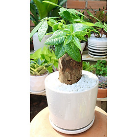Chậu sứ cây kim ngân 1 thân tặng kèm đá trang trí