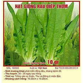 Mua Hạt giống rau diếp thơm