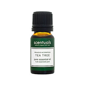 Tinh dầu tràm trà - Pure essential oil 10 ml - TEA TREE