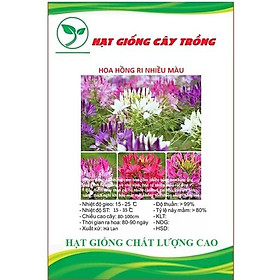 Hạt giống hoa hồng ri nhiều màu ( túy điệp ) CT239 - Gói 30 hạt