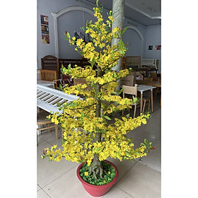 Mua Cây Hoa Mai Nhựa Cao 1m75 Hoa Mai Giả Trang Trí Tết