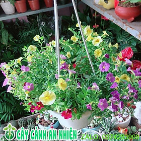 Mua Chậu Cây Triệu Chuông