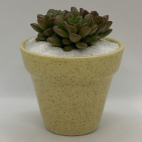 Chậu Sứ - 7x7x7 Cm - Mầu Be – Dáng Trôn Ốc - Chậu Gốm Bát Tràng Trồng Cây Mini Để Bàn, Tiểu Cảnh Terrarium, Sen Đá & Xương Rồng
