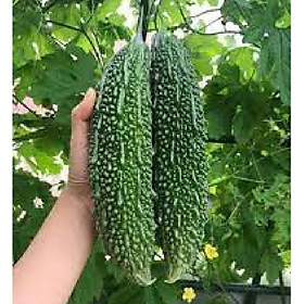 Hạt giống khổ qua gai xanh F1 - Gói 5 hạt
