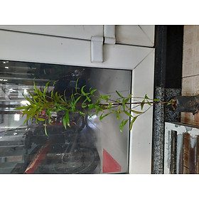 Cây hồng lộc, cây giống, như hình ảnh