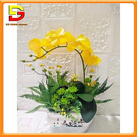 Mua Chậu Hoa Lan Hồ Điệp Cao 35cm Chậu Hoa Trang Trí Bàn Học Bàn Làm Việc DG-569