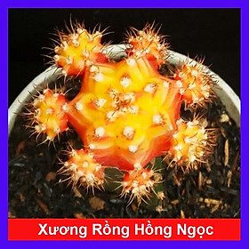 Xương Rồng Hồng Ngọc - cây cảnh để bàn