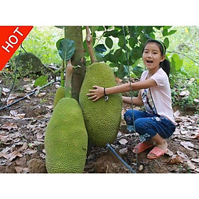 Mua Mít ruột đỏ Indonesia siêu sớm