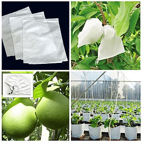 Mua 500 TÚI BAO TRÁI BƯỞI - XOÀI ÁNH DƯƠNG