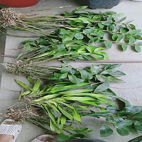 Hoa lan kiều vuông+ 700g phân thỏ hữu cơ