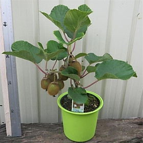Mua CÂY GIỐNG KIWI