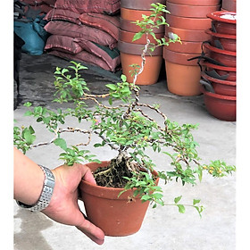 Mua Cây Hồng Ngọc Mai Bosnai