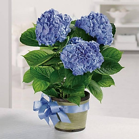 HOA CẨM TÚ CẦU - bầu cây giống size lớn