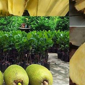 Sản phẩm Cây mít ko hạt cam kết chất lượng