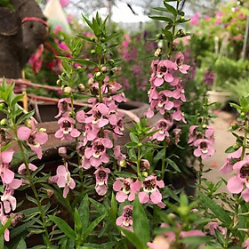 Hoa violet nhật, cây bâng khuâng, hoa lưu ly