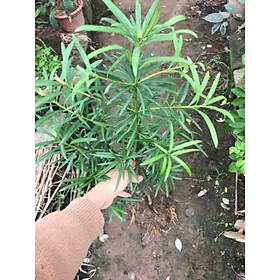 Mua Cây Giống Tùng La Hán