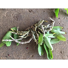 Hoa lan Hoàng Thảo Trầm 6 cánh+ 700g phân thỏ hữu cơ