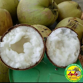 Mua Dừa Sáp Loại 1 đặc sản Cầu Kè Trà Vinh