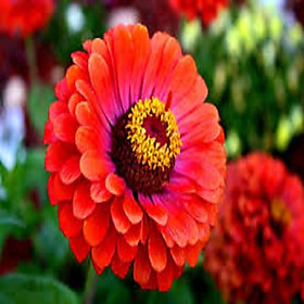 CHẬU Hoa cúc Zinnia