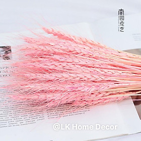 Mua Hoa khô lúa mạch decor nhà cửa  Hoa Lúa Mạch khô retro vintage trang trí bàn làm việc  chụp ảnh