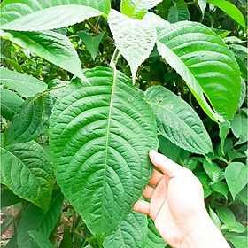 Cây chè khổng lồ tăng cường đạm cho vật nuôi  -combo 10 cây giống