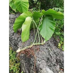 CÂY TRẦU BÀ RỪNG KHỔNG LỒ