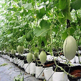 Túi Ươm Cây Trồng Tiện Lợi -Túi Ươm Cây 2 Da - Nông Sản Vàng