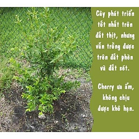 Mua sản phẩm CÂY GIỐNG CHERRY MỸ ĐỎ