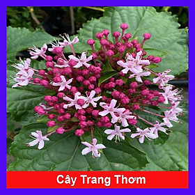 Cây trang thơm - cây cảnh để trong nhà + tặng phân bón cho cây