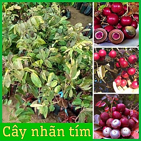 Mua Cây giống nhãn tím vỏ quả màu tím tuyệt đẹp vị ngọt đậm quả to