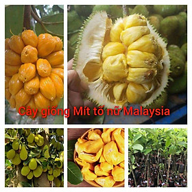 Mua Cây giống mít tố nữ (nữ hoàng mít)